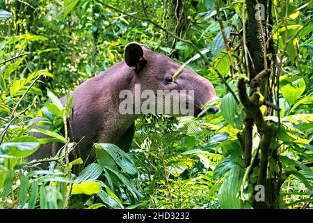 Rare observation d'un tapir de Baird (Tapirus bairdii), parc national du volcan Tenorio, Guanacaste, Costa Rica Banque D'Images