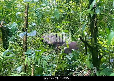 Rare observation d'un tapir de Baird (Tapirus bairdii), parc national du volcan Tenorio, Guanacaste, Costa Rica Banque D'Images