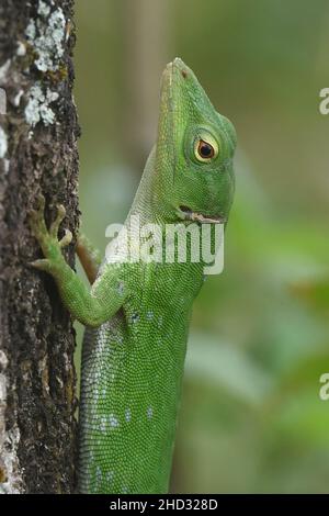 Lizard basilisque commun (Basiliscus basiliscus), Réserve forestière de Monteverde, Costa Rica Banque D'Images