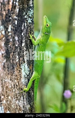 Lizard basilisque commun (Basiliscus basiliscus), Réserve forestière de Monteverde, Costa Rica Banque D'Images