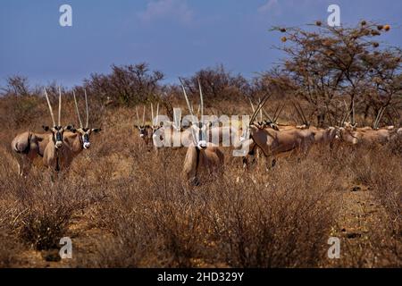Oryx d'Afrique de l'est - Oryx beisa aussi Beisa, antilope d'Afrique de l'est, trouvé dans steppe et semidesert dans toute la Corne de l'Afrique, deux couleurs, corne Banque D'Images