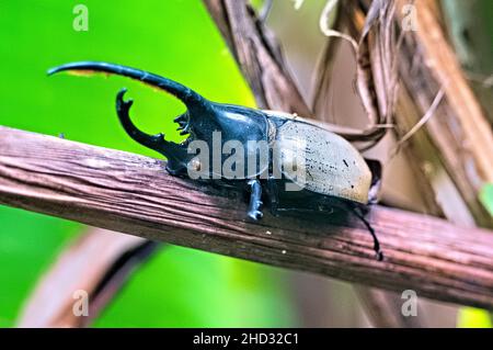 Coléoptère Hercules (Dynastes hercules), Réserve forestière de Monteverde Cloud, Costa Rica Banque D'Images