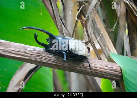 Coléoptère Hercules (Dynastes hercules), Réserve forestière de Monteverde Cloud, Costa Rica Banque D'Images