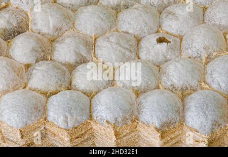 European Hornet Nest hexagonal Cocoon Background Banque D'Images