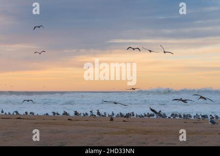 Coucher de soleil sur la mer et troupeau de brd sur la plage, mouettes et pélicans, Californie Central Coast Banque D'Images
