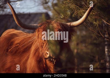 Gros plan d'une jolie vache Highland femelle aux longs cheveux bruns au soleil du matin Banque D'Images