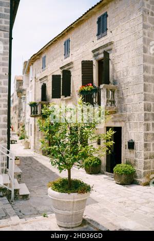 Ancienne maison en pierre confortable avec volets, petits balcons, arbres en pots Banque D'Images