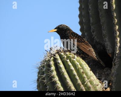 Gros plan d'une vedette européenne assise sur le cactus Banque D'Images