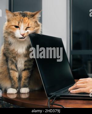 Dents de frottement Cat sur le coin de l'ordinateur portable.Vue de face d'une adorable chatte femme orange blanc moelleux, assise derrière un ordinateur portable noir tout en poussant ou marquant le Banque D'Images