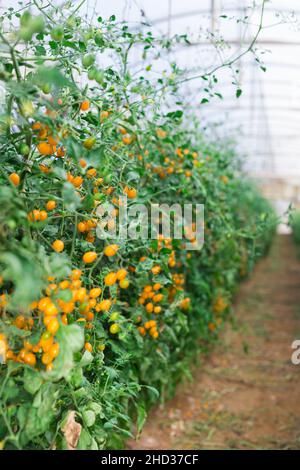 Tomates de raisin jaune mûrissant sur les buissons en serre Banque D'Images