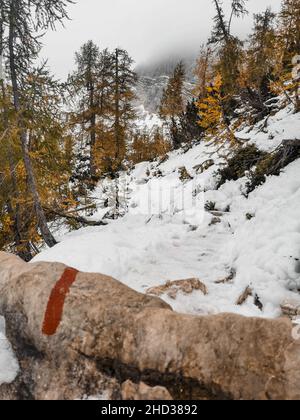 Vue sur un sentier de randonnée couvert de neige en forêt avec mélèze jaune dans les Alpes juliennes en Slovénie Banque D'Images