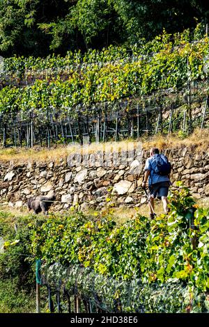 Un plan vertical d'une randonnée pédestre dans un vignoble sur une pente raide dans le Tyrol du Sud, en Italie Banque D'Images