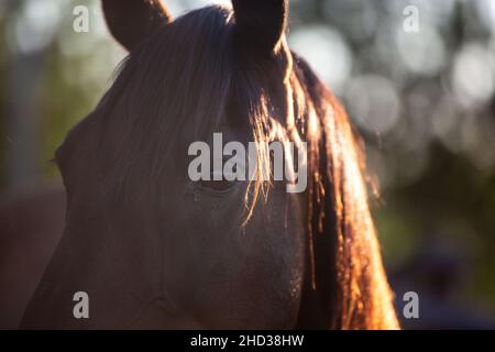 Gros plan sur un visage de cheval brun Banque D'Images