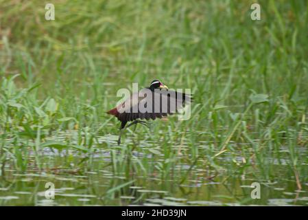 Gros plan d'un oiseau jacana à ailes de bronze qui s'envole de l'herbe à eau en Thaïlande Banque D'Images