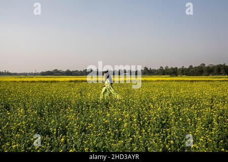 Dhaka, Bangladesh.31st décembre 2021.Une femme marche à travers un champ de moutarde jaune à la périphérie de Dhaka.La moutarde est une culture de temps frais et est cultivée à partir de graines semées au début du printemps.De la mi-décembre à la fin janvier, les agriculteurs bangladais cultivent leurs récoltes de fleurs de moutarde jaune aux couleurs vives qui sont en pleine floraison.Crédit : SOPA Images Limited/Alamy Live News Banque D'Images