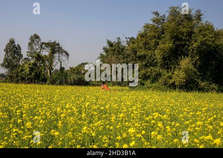 Dhaka, Bangladesh.31st décembre 2021.Une femme marche à travers un champ de moutarde jaune à la périphérie de Dhaka.La moutarde est une culture de temps frais et est cultivée à partir de graines semées au début du printemps.De la mi-décembre à la fin janvier, les agriculteurs bangladais cultivent leurs récoltes de fleurs de moutarde jaune aux couleurs vives qui sont en pleine floraison.Crédit : SOPA Images Limited/Alamy Live News Banque D'Images