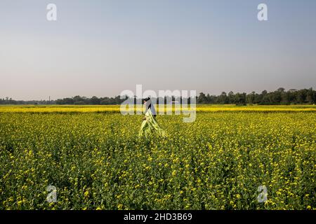 Dhaka, Bangladesh.31st décembre 2021.Une femme marche à travers un champ de moutarde jaune à la périphérie de Dhaka.La moutarde est une culture de temps frais et est cultivée à partir de graines semées au début du printemps.De la mi-décembre à la fin janvier, les agriculteurs bangladais cultivent leurs récoltes de fleurs de moutarde jaune aux couleurs vives qui sont en pleine floraison.(Photo de Sazzad Hossain/SOPA Images/Sipa USA) crédit: SIPA USA/Alay Live News Banque D'Images