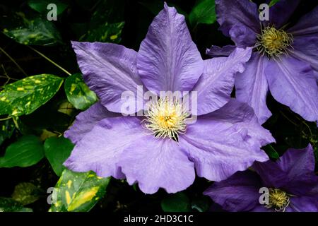 Un gros plan d'une fleur pourpre d'une plante/vigne cultivée de clématis dans un jardin à Nanaimo, île de Vancouver, C.-B., Canada en juin Banque D'Images