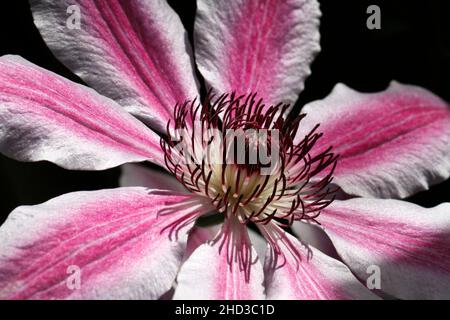 Gros plan d'une fleur rose et blanche d'une plante/vigne cultivée 'Nelly Moser' clématis dans un jardin à Nanaimo, île de Vancouver, C.-B., Canada en juin Banque D'Images