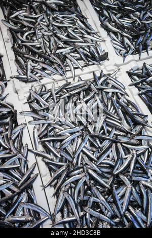 Poisson Hamsi d'anchois frais sur glace dans le marché du poisson de près Banque D'Images