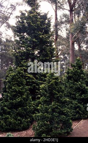 CHAMAECYPARIS OBTUSA (HINOKI OU CYPRES FAUX) Banque D'Images