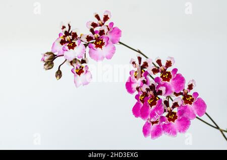 Deux branches de l'Orchidée de Dancing Lady rose (Oncidium Varicosum, Oncidium Goldiana) isolées sur fond blanc. Banque D'Images