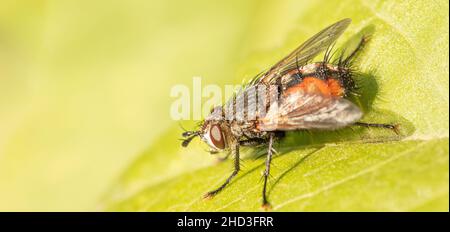 Mouche noire avec un ventre jaune sur une feuille verte, gros plan. Banque D'Images