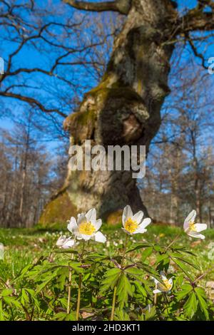 Anémones en bois à fleurs dans un vieux chêne Banque D'Images