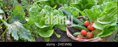 feuilles de laitue et de courgettes avec un panier rempli de légumes frais dans le jardin Banque D'Images