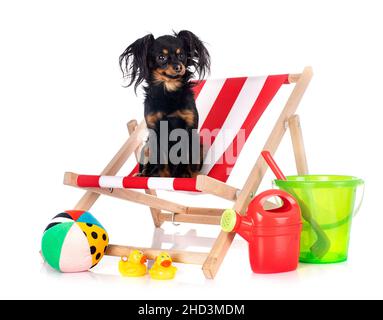 Russkiy Toy in front of white background Banque D'Images