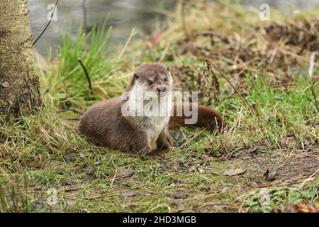 Une loutre européenne, Lutra lutra, sur la rive d'un lac au British Wildlife Centre. Banque D'Images