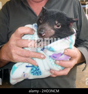 Jeune diable de Tasmanie (Sarcophilus harrisii) en soins, Aussie ARK, Barrington Tops, Nouvelle-Galles du Sud, Australie.Pas de MR Banque D'Images