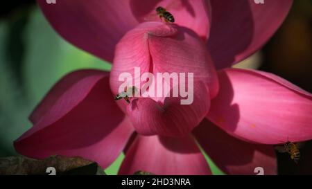 Photos de fleurs de Lotus et d'abeilles en gros plan Banque D'Images