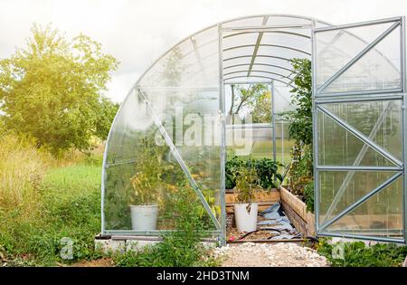 Extérieur de la maison utiliser une nouvelle serre en plastique dans la chaude journée d'été.Plants de tomates poussant à l'intérieur, espace de copie. Banque D'Images