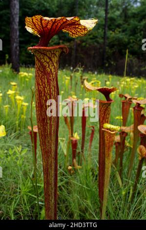 Plante pichet (Sarracenia flava var. Ornata), Floride, États-Unis Banque D'Images