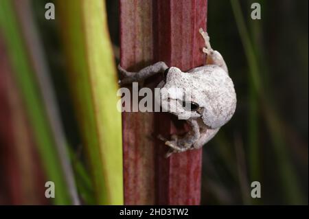 La grenouille grise de Cope (Hyla chrysoscelis) sur Sarracenia flava, Floride, États-Unis Banque D'Images