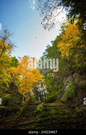 Les feuilles d'automne jaunes tombent d'arbres qui poussent sur le bord d'une gorge dans les réserves de Sweedler et de Thayer à Ithaca pendant une journée d'automne. Banque D'Images