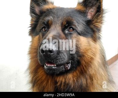 Chien de berger allemand avec masque noir fourrure et manteau Havane, vue avant portrait (Canis familiaris) Banque D'Images