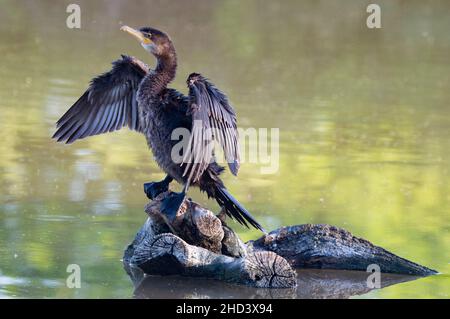 Photo de Cormorant néotrope avec mise au point peu profonde Banque D'Images