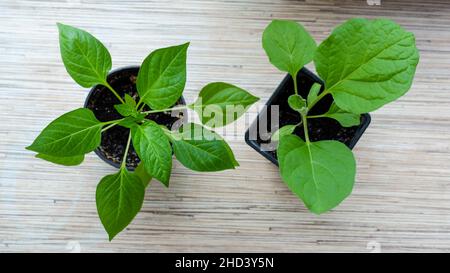 Un aubergine et un poivron dans des pots en plastique sur le rebord de la fenêtre.Vue de dessus. Banque D'Images