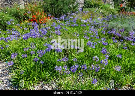 Agapanthus plante à fleurs d'été avec fleur bleue d'été communément connue sous le nom de lys africains, image de stock photo Banque D'Images