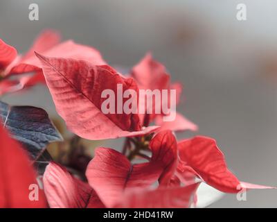 Photo en gros plan d'une feuille de la fleur de Poinsettia (étoile de Bethléem) Banque D'Images
