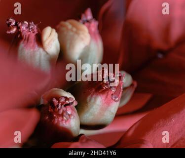 Photo macro d'une fleur de Poinsettia (étoile de Bethléem) Banque D'Images
