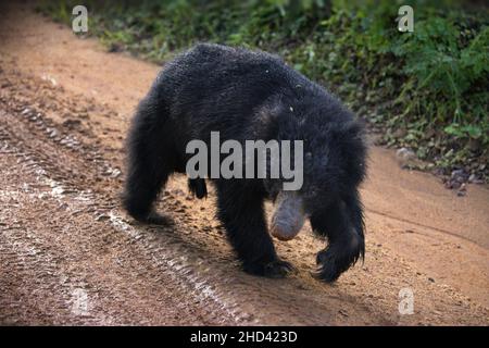 Gros plan d'un ours sloth sri-lankais sur une route de terre avec des traces de pneus Banque D'Images