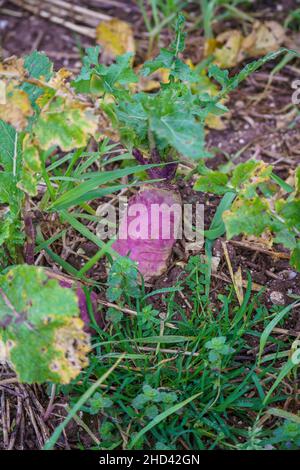 Navet d'hiver (Brassica rapa subsp. Rapa) prêt pour la récolte Banque D'Images