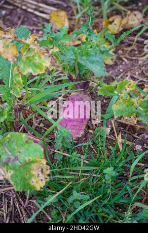 Navet d'hiver (Brassica rapa subsp. Rapa) prêt pour la récolte Banque D'Images