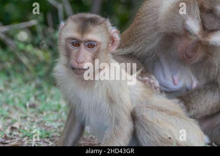 Des singes sauvages mignons avec des expressions faciales au parc national de Khao Yai en Thaïlande. Banque D'Images