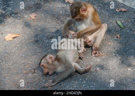 Des singes sauvages mignons avec des expressions faciales au parc national de Khao Yai en Thaïlande. Banque D'Images