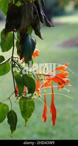 Photos en gros plan de fleurs de vigne en trompette orange Banque D'Images