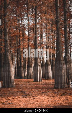 Plan vertical de cèdres dans une forêt en automne Banque D'Images